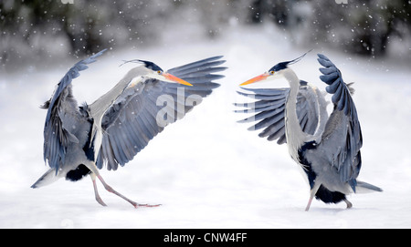 grey heron (Ardea cinerea), two disputing individuals, Germany Stock Photo