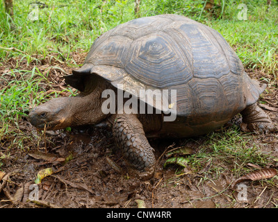 Galapagos giant tortoise (Geochelone elephantopus, Geochelone nigra, Testudo elephantopus, Chelonoides elephantopus), between plants, Ecuador, Galapagos Islands Stock Photo