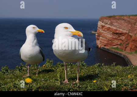herring gull (Larus argentatus), couple on steep coast, Germany, Heligoland Stock Photo