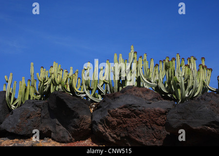 Canary Island Spurge (Euphorbia canariensis), Lava rock and cactus on Lanzarote, Canary Islands, Lanzarote Stock Photo