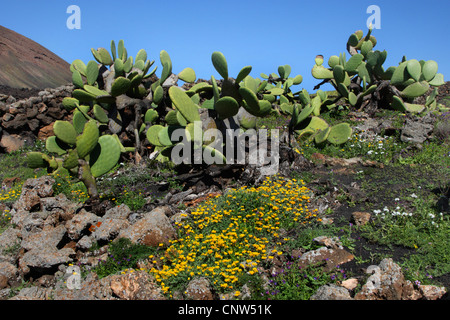 Indian fig, cactus pear (Opuntia ficus-indica, Opuntia ficus-barbarica), Volcano landscape with prickly pear on on Lanzarote, Canary Islands, Lanzarote