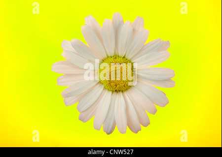 oxeye daisy (Chrysanthemum leucanthemum, Leucanthemum vulgare), daisy in front of yellow background Stock Photo