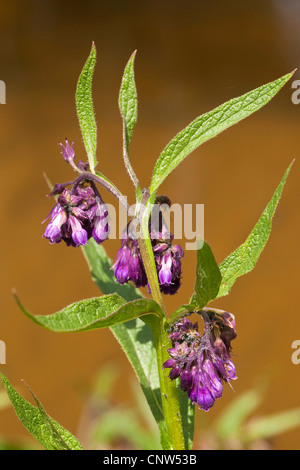 common comfrey (Symphytum officinale), flowering, Germany Stock Photo