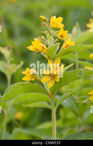 Yellow Loosestrife (Lysimachia vulgaris), flowering, Germany Stock Photo
