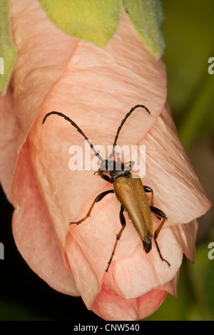 Red Longhorn Beetle (Anoplodera rubra, Stictoleptura rubra, Leptura rubra, Corymbia rubra, Aredolpona rubra), male on flowerbud of a Common Hollyhock, Germany