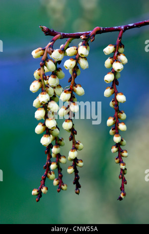Spiketail, Kibusi (Stachyurus praecox), blooming Stock Photo