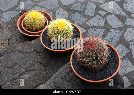 Cactuses in a bowls, Canary Islands, Lanzarote Stock Photo