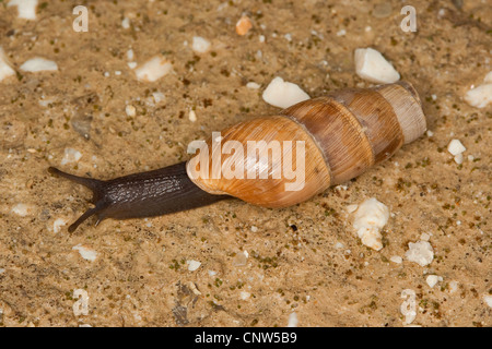 decollate snail (Rumina decollata), creeping on sandy ground, Italy, Sicilia Stock Photo