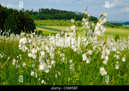 broad-leaved cotton-grass (Eriophorum latifolium), cotton grass meadow, Germany, Bavaria, Niederaltheim Stock Photo