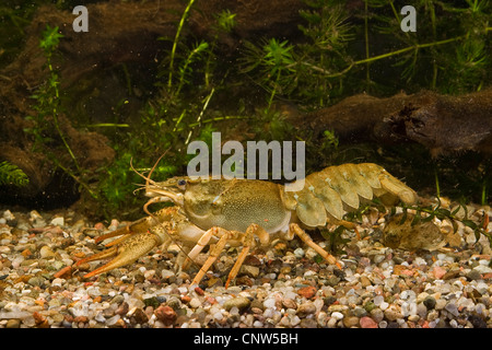 long-clawed crayfish (Astacus leptodactylus), on gravel in front of water plants Stock Photo