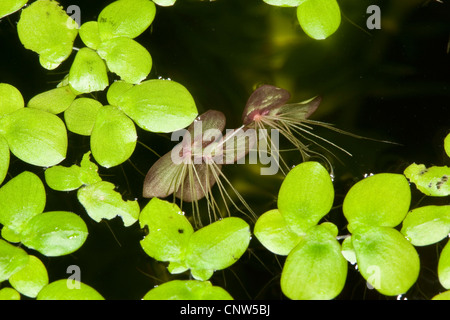 giant duckweed, greater duckweed, common water-flaxseed (Spirodela polyrhiza), floating on water, Germany Stock Photo