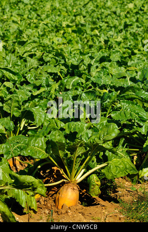 sugar beet (Beta vulgaris subsp. vulgaris var. crassa bzw. var. alba), field with turnips, Germany, Baden-Wuerttemberg Stock Photo
