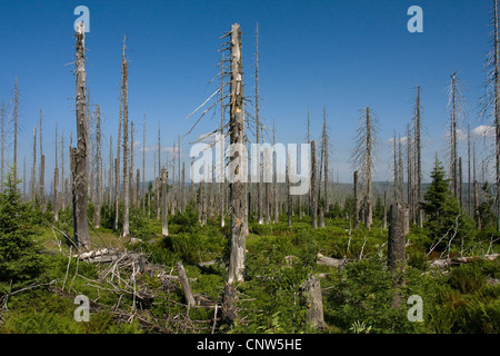 Norway spruce (Picea abies), forest dieback at Lusen in National Park Bavarian Forest, Germany, Bavaria, Bavarian Forest National Park Stock Photo