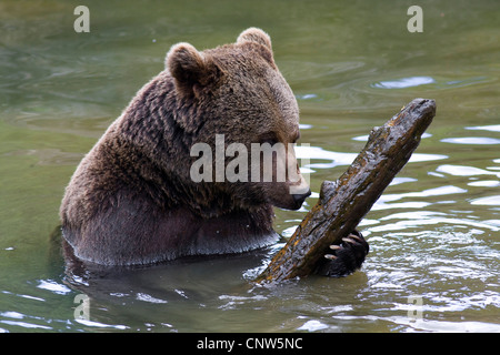 brown bear (Ursus arctos), sitting in water playing with a branch, Germany, Bavaria, Bavarian Forest National Park Stock Photo