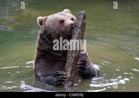 brown bear (Ursus arctos), sitting in water playing with a branch, Germany, Bavaria, Bavarian Forest National Park Stock Photo