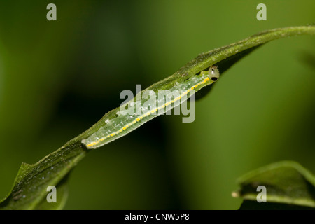 brush-footed butterfly, glasswing (Greta oto), caterpillar at a leaf Stock Photo