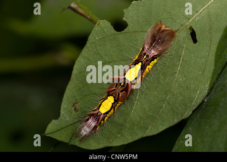 blue morpho (Morpho peleides), caterpillar sitting on a leaf Stock Photo