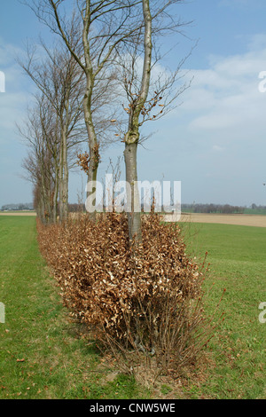 common beech (Fagus sylvatica), hedge in April, Germany, North Rhine-Westphalia, Nordeifel Stock Photo