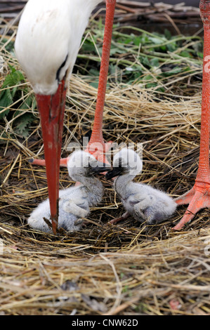 white stork (Ciconia ciconia), two birds sitting in a nest under an adult, France, Alsace Stock Photo