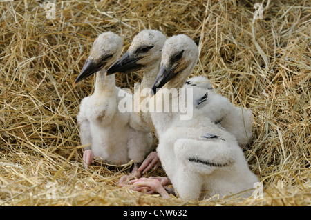 white stork (Ciconia ciconia), three birds in a nest, France, Alsace Stock Photo