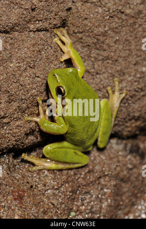 Sardinian tree frog, Tyrrhenian tree frog (Hyla sarda), climbing on sandstone, Italy, Sardegna Stock Photo