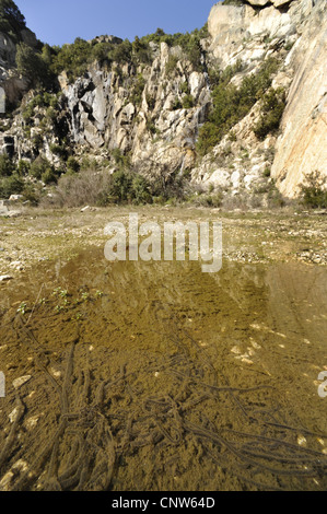 green toad or variegated toad (Bufo viridis, Bufo balearicus), strings of spawn in a puddle, Italy, Sardegna Stock Photo