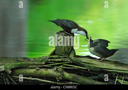 dipper (Cinclus cinclus), adult feeding squeeker at a water, Germany, Baden-Wuerttemberg Stock Photo