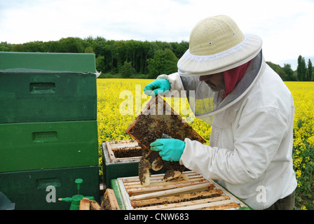 honey bee, hive bee (Apis mellifera mellifera), beekeeper controlling beehives, Germany Stock Photo