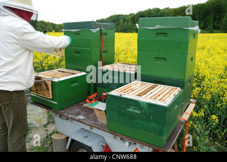 honey bee, hive bee (Apis mellifera mellifera), beekeeper controlling beehives, Germany Stock Photo