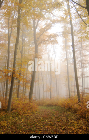 common beech (Fagus sylvatica), forest path beech forest in autumn fog, Germany, Baden-Wuerttemberg Stock Photo