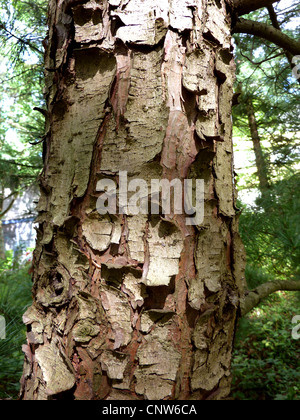 Korean pine (Pinus koraiensis), bark Stock Photo