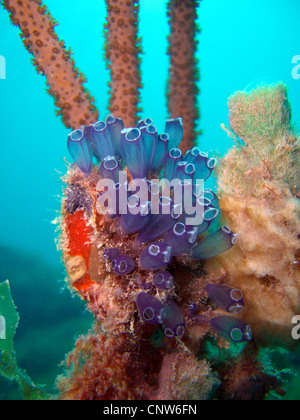 Blue Bell Tunicate (Clavelina puertosecensis), lateral, Dominican Republic, La Romana, Bayahibe Stock Photo