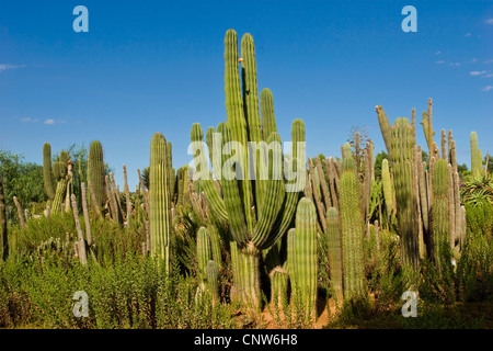 columnar cacti Stock Photo