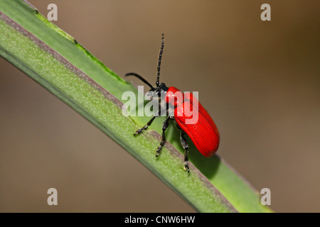 lily beetle (Lilioceris lilii), siting on a leaf, Germany, Baden-Wuerttemberg, Leinzell Stock Photo