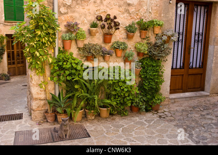 domestic cat, house cat (Felis silvestris f. catus), sits in front of a house with several plants, Spain, Balearen, Majorca, Valdemossa Stock Photo