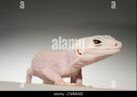 Leopard gecko (Eublepharis macularius), breed