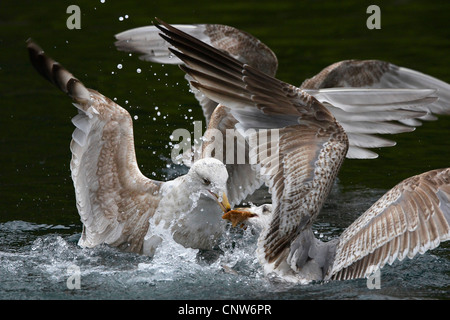 herring gull (Larus argentatus), two young birds fighting for prey, Norway, Trondelag, Flatanger, Lauvsnes Stock Photo