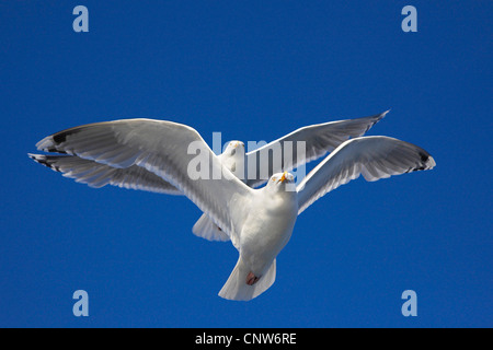 herring gull (Larus argentatus), two individuals in flight, Norway, Trondelag, Flatanger, Lauvsnes Stock Photo