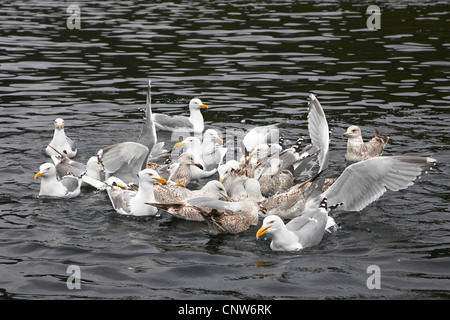 herring gull (Larus argentatus), many gulls at feeding, Norway, Trondelag, Flatanger, Lauvsnes Stock Photo