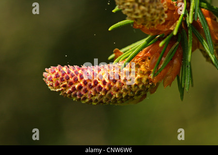 Norway spruce (Picea abies), male inflorescence, Germany, Baden-Wuerttemberg Stock Photo