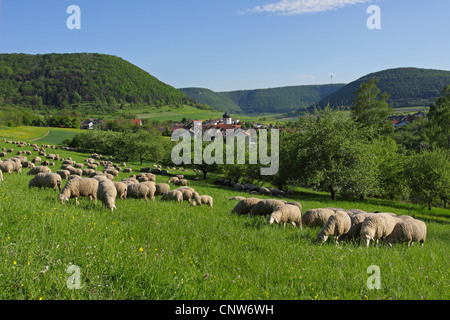 domestic sheep (Ovis ammon f. aries), sheep grazing on a pasture near Unterboehringen, Germany, Baden-Wuerttemberg, Unterboehringen Stock Photo