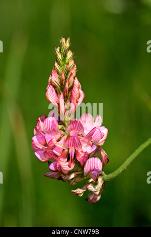 common sainfoin (Onobrychis viciifolia), inflorescence, Germany, Baden-Wuerttemberg Stock Photo