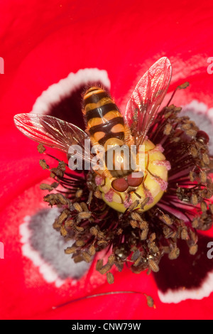 currant hover fly (Syrphus spec), male on poppy flower, Germany Stock Photo