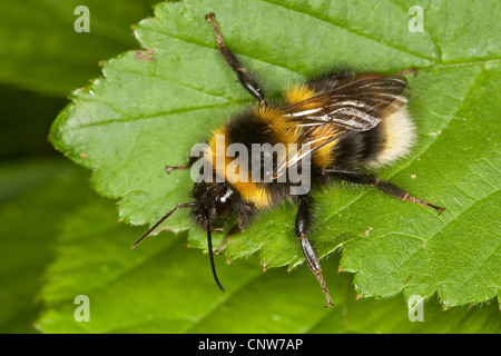small garden bumble bee (Bombus hortorum, Megabombus hortorum), sitting on a leaf, Germany Stock Photo