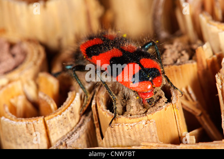 bee beetle, bee wolf (Trichodes alvearius), laying eggs into a bee's nest, Germany, Baden-Wuerttemberg