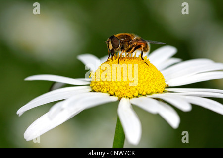oxeye daisy (Chrysanthemum leucanthemum, Leucanthemum vulgare), with bee, Germany, Baden-Wuerttemberg Stock Photo
