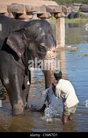 Mahout (elephant keeper) washing an elephant. Hampi. India Stock Photo