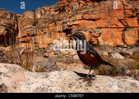 Cape rockjumper (Chaetops frenatus), sitting on a rock, South Africa, Western Cape, Cederberg Wilderness Area Stock Photo