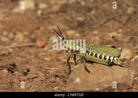 Common Milkweed Locust, Lubber grasshoppers (Phymateus morbillosus), sitting on the ground, South Africa, Kwazulu-Natal, Drakensberge, Cathedral Peak Stock Photo