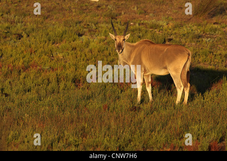 Common eland, Southern Eland (Taurotragus oryx, Tragelaphus oryx), standing in grass land, South Africa, Western Cape, De Hoop Nature Reserve
